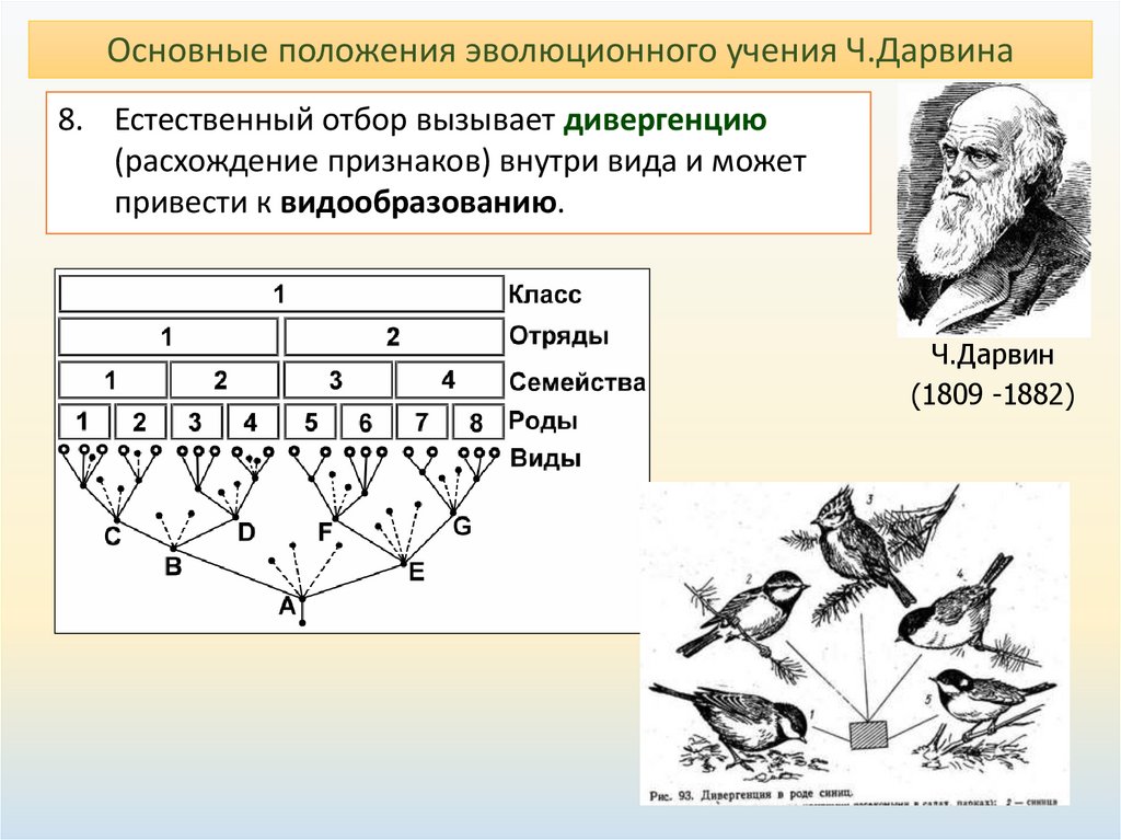 Дивергентный вид. Эволюционная теория Дарвина схема. Формы отбора по Дарвину. Естественный отбор по ч Дарвину это. Схема естественного отбора по Дарвину.