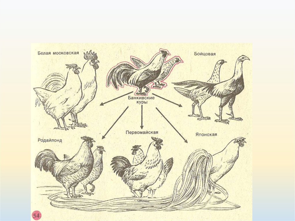Происхождение курицы. Искусственный отбор. Искусственный отбор примеры. Селекция кур. Примеры искусственного отбораотбора.