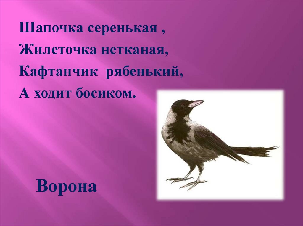 Шапочка алая кафтанчик. Шапочка алая жилеточка нетканая кафтанчик Рябенький. Шапочка серенькая каытанчик рчбенькиц. Шапочка серенькая кафтанчик Рябенький. Загадка шапочка алая кафтанчик Рябенький.