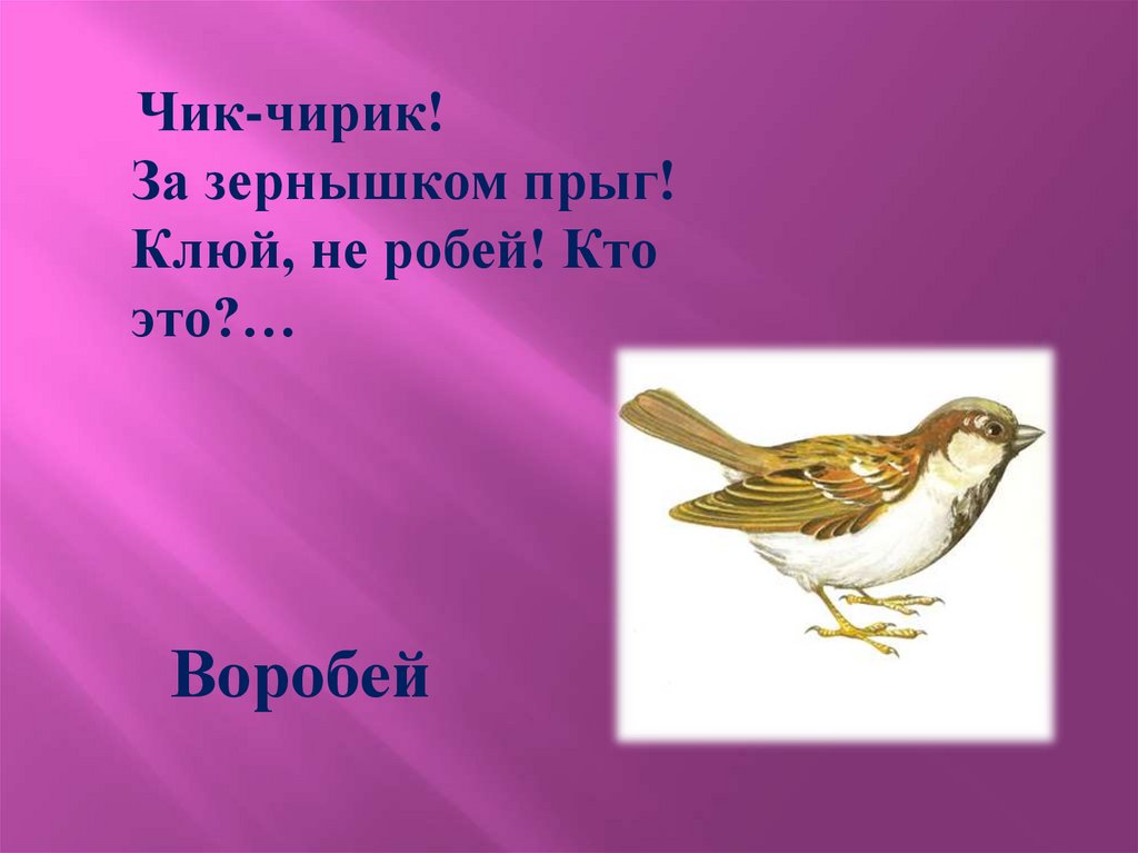 Кафтанчик. Загадки про птиц. Шапочка алая жилеточка нетканая кафтанчик Рябенький. Загадки на английском языке про птичек. Загадки про птиц на английском.