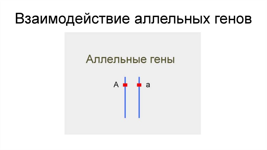 Неаллельное взаимодействие генов презентация 10 класс