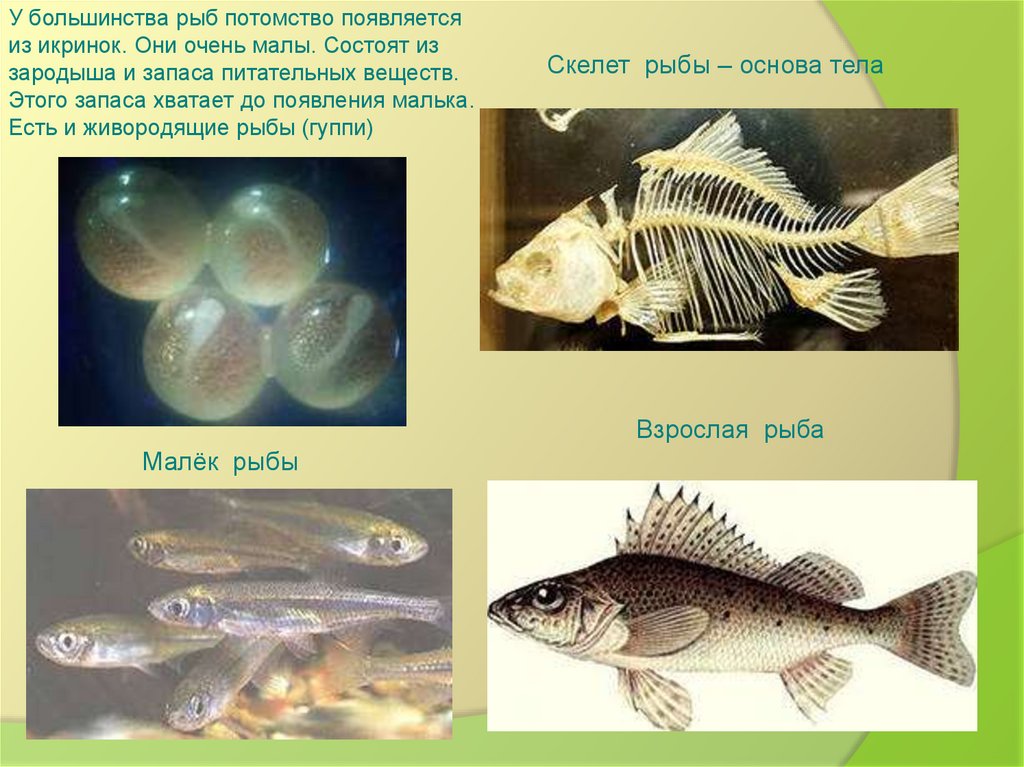 Обитатели водоемов 2 класс. Рыбы пресноводных водоемов. Обитатели пресных вод. Рыбы обитатели водоемов. Названия рыб пресных водоемов.
