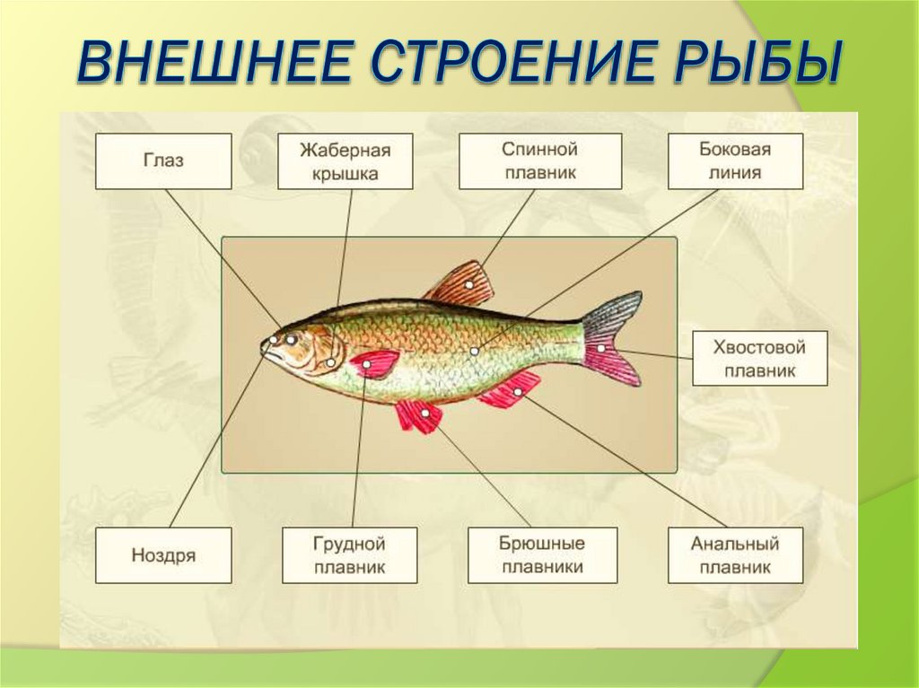 Особенности рыб 2 класс. Внешнее строение рыбы. Рыбы пресных водоемов 2 класс. Строение рыбы 2 класс. Внешнее строение рыбы с обозначениями.