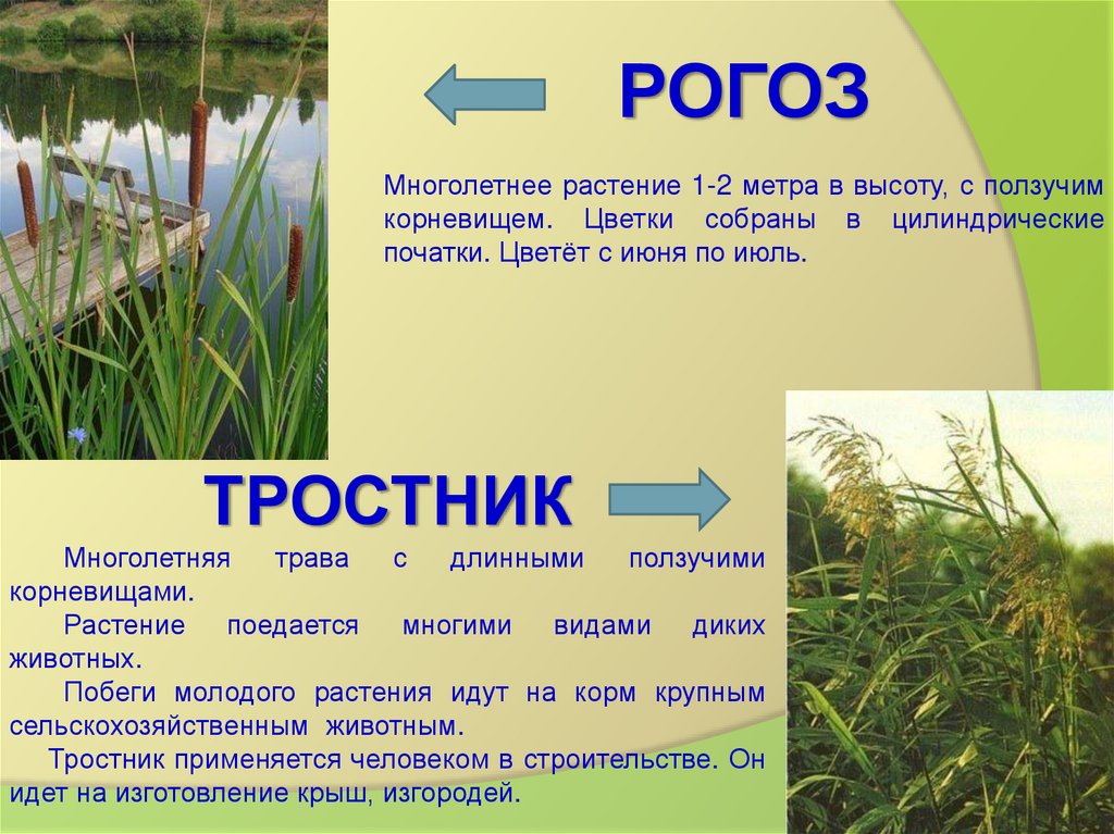 Растения пресных водоемов. Растения пресных водоемов 4 класс камыш. Презентация растения водоемов. Растения пресных водоемов 2 класс. Растения пресных водоемов рогоз.