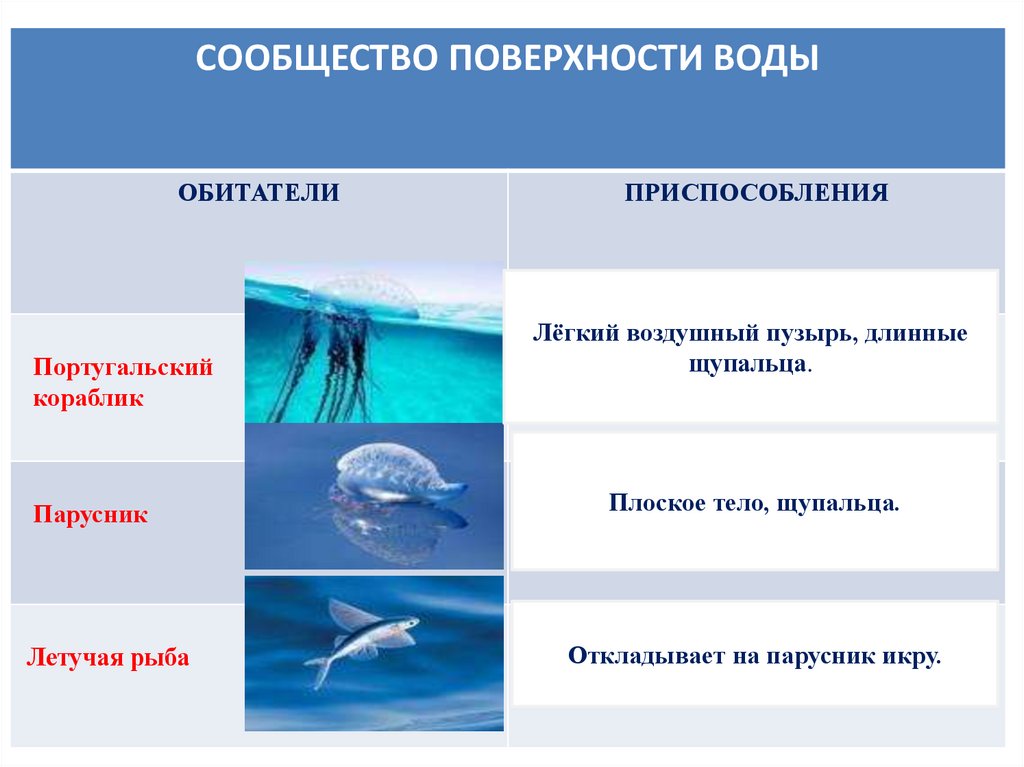 Жизнь организмов в морях и океанах 5 класс презентация