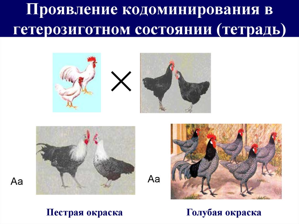 Гетерозиготную курицу с гребнем и голыми