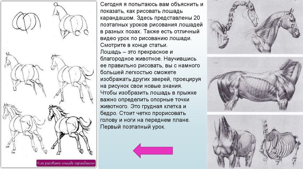 Как нарисовать голову лошади карандашом — 2 урока для начинающих