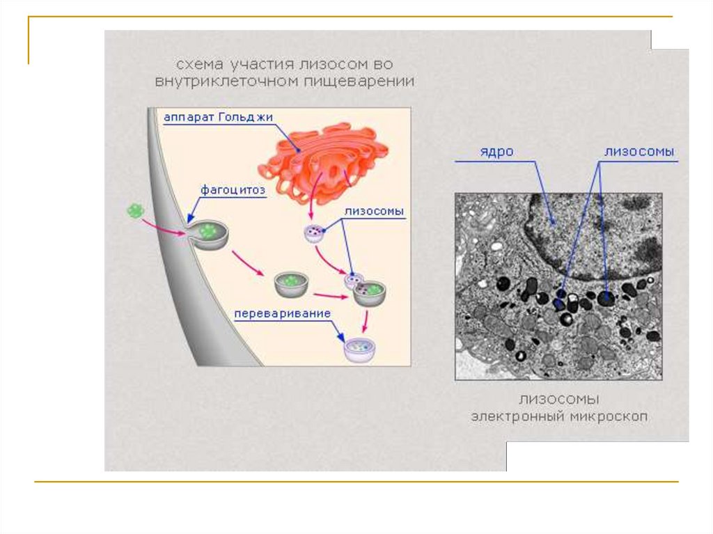 Лизосома информация. Схема строения лизосомы. Функция лизосом внутриклеточное. Схема лизосомы клетки. Функции лизосом эукариотической клетки.