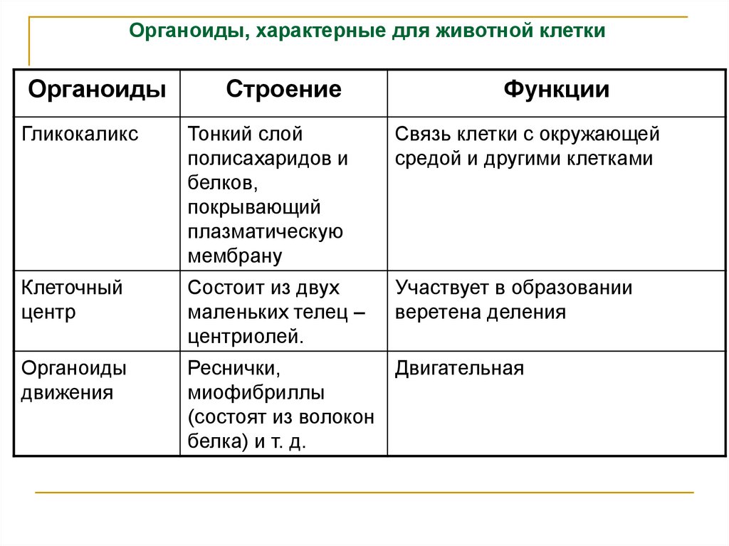 Презентация органоиды клетки и их функции 9 класс