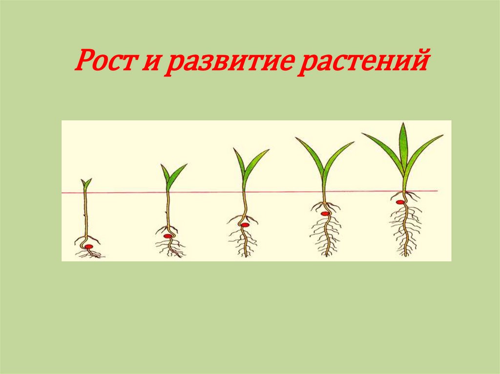 Презентация индивидуальное развитие растений 6 класс презентация