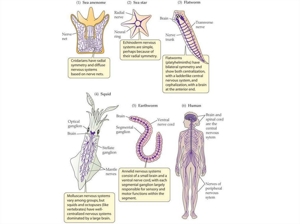 Нервная система животных