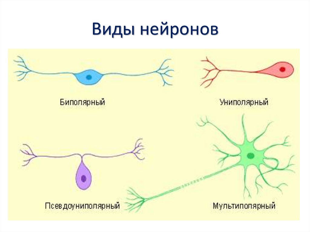 Какие виды нейронов