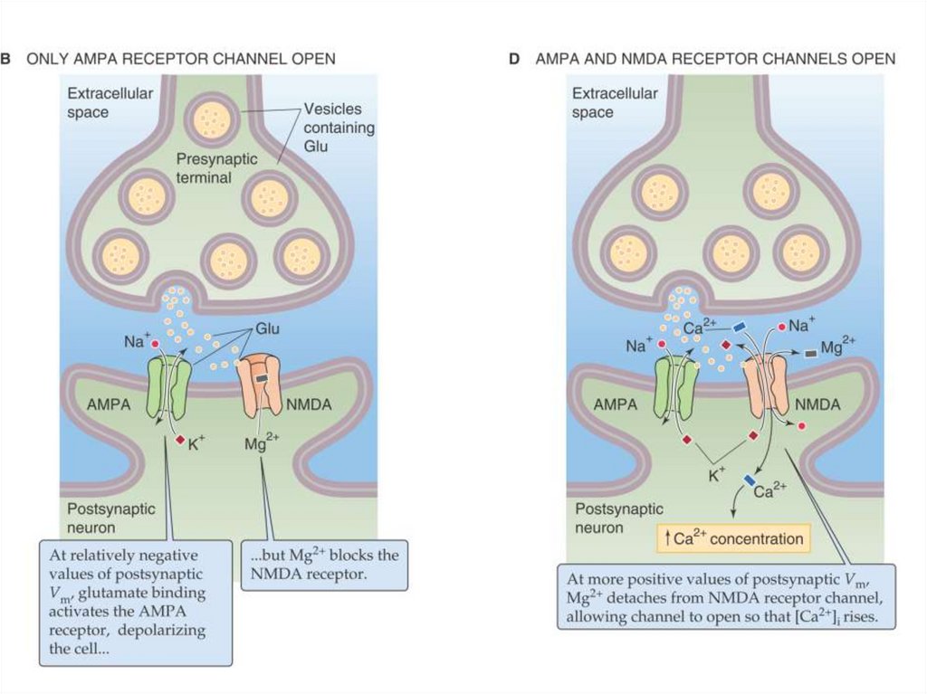 Nmda рецепторы это. NMDA И AMPA рецепторы. AMPA рецепторы это. NMDA- И Амра-рецепторы. Синапс глутамата.