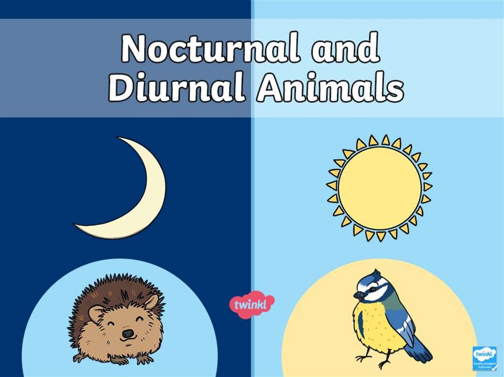 Nocturnal animals. Day animals - online presentation
