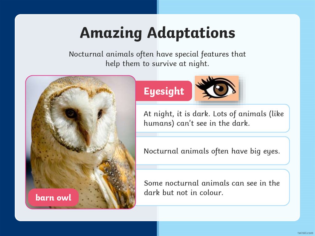 Nocturnal animals. Day animals - презентация онлайн