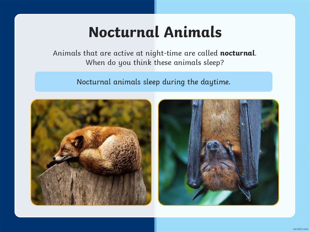 Nocturnal animals. Day animals - online presentation