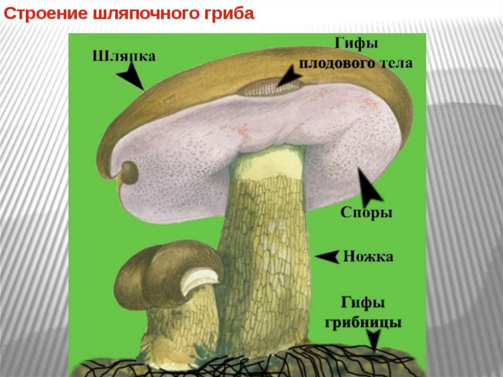 Грибы презентация онлайн