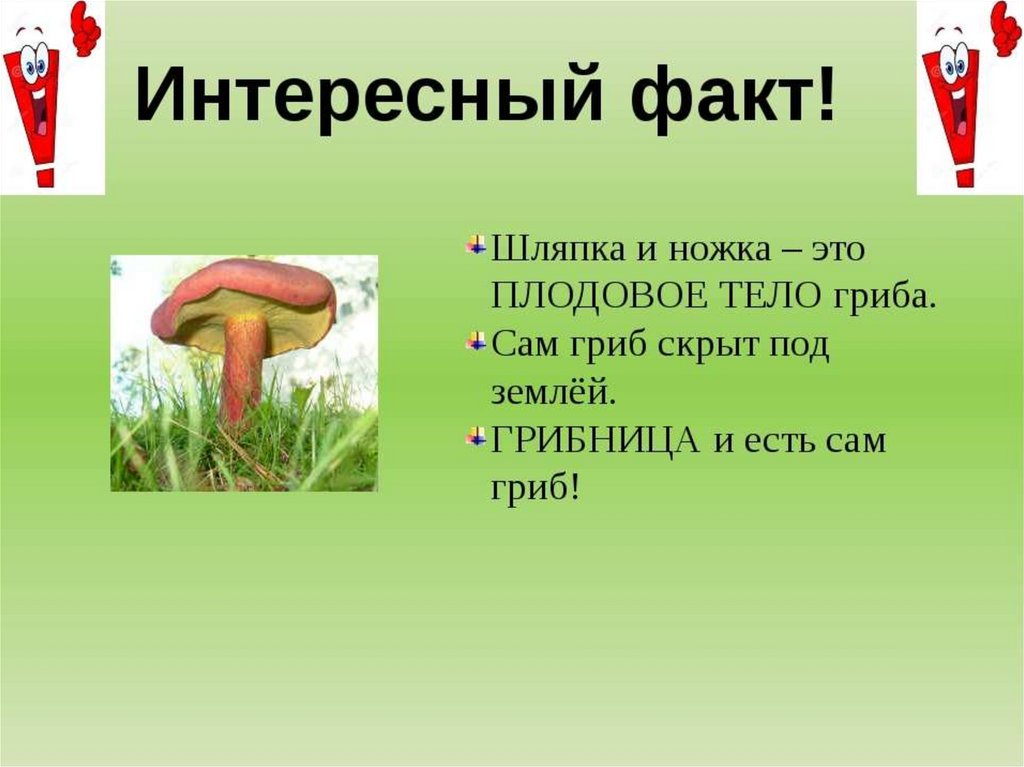 Про грибы 2 класс. Интересные факты про грифа. Интересно о грибах. Факты о грибах. Интересные факты про грибов.