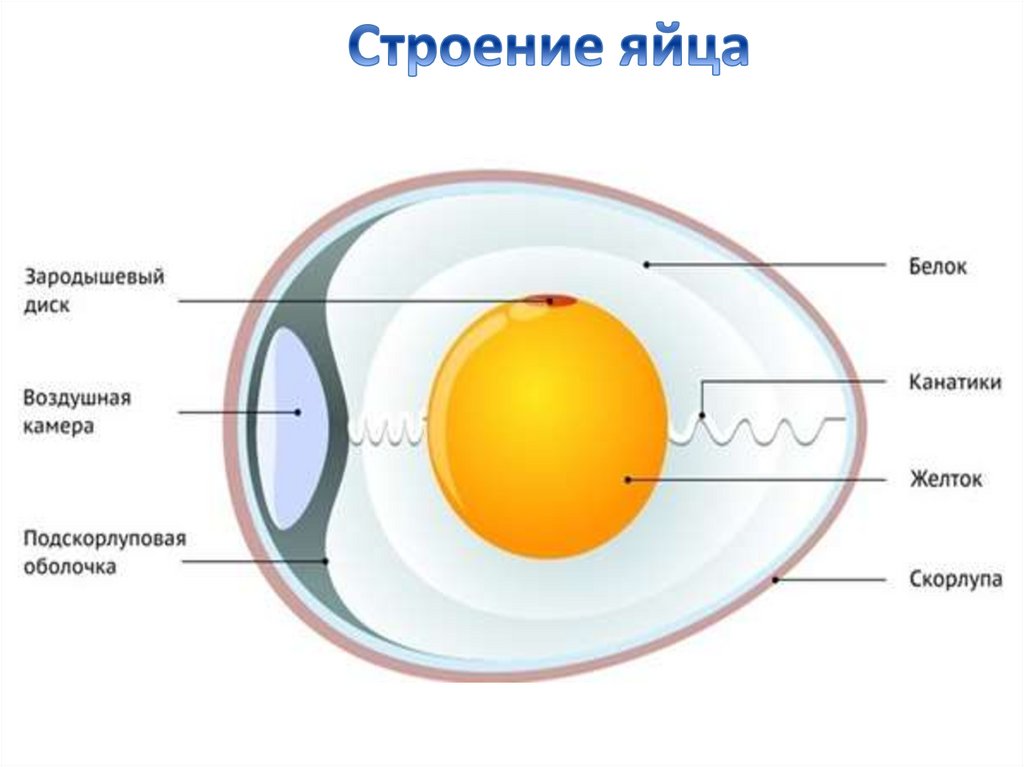 Схема строения куриного яйца