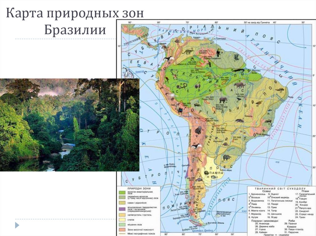 Основные особенности природных зон бразилии кратко. Природная карта Бразилии. Карта природных зон Бразилии. Природные зоны Бразилии 7. Природные зоны Бразилии 7 класс.