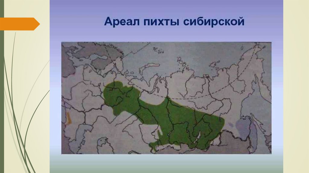 Где растут березы в россии карта