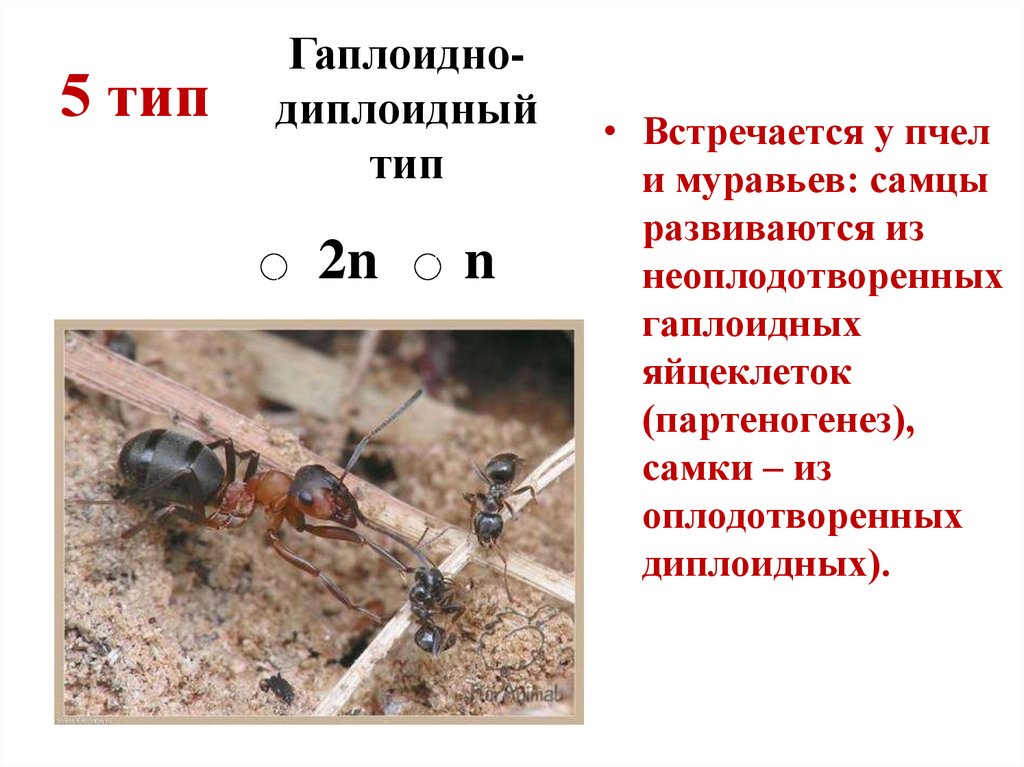 Презентация генетика человека 10 класс профильный уровень