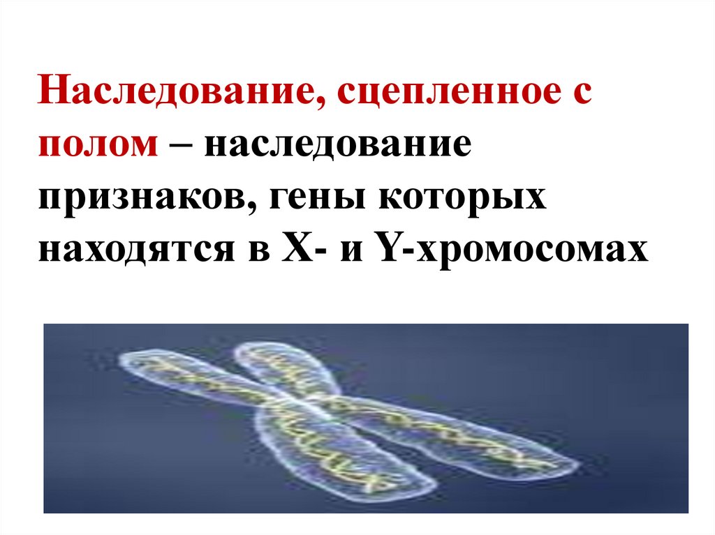 Генетика пола наследование сцепленное с полом презентация