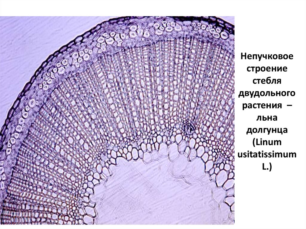 Вторичное анатомическое строение стебля