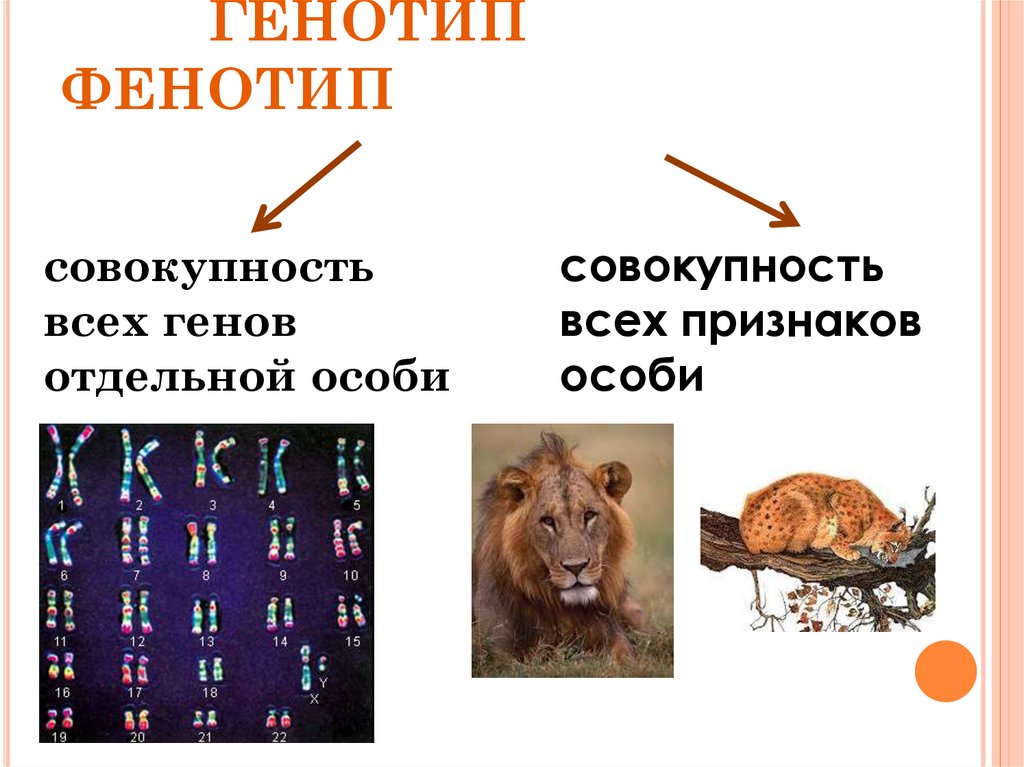 Совокупность всех генов организма