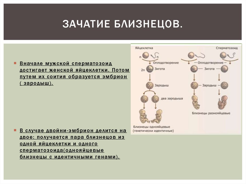 Презентация про близнецов