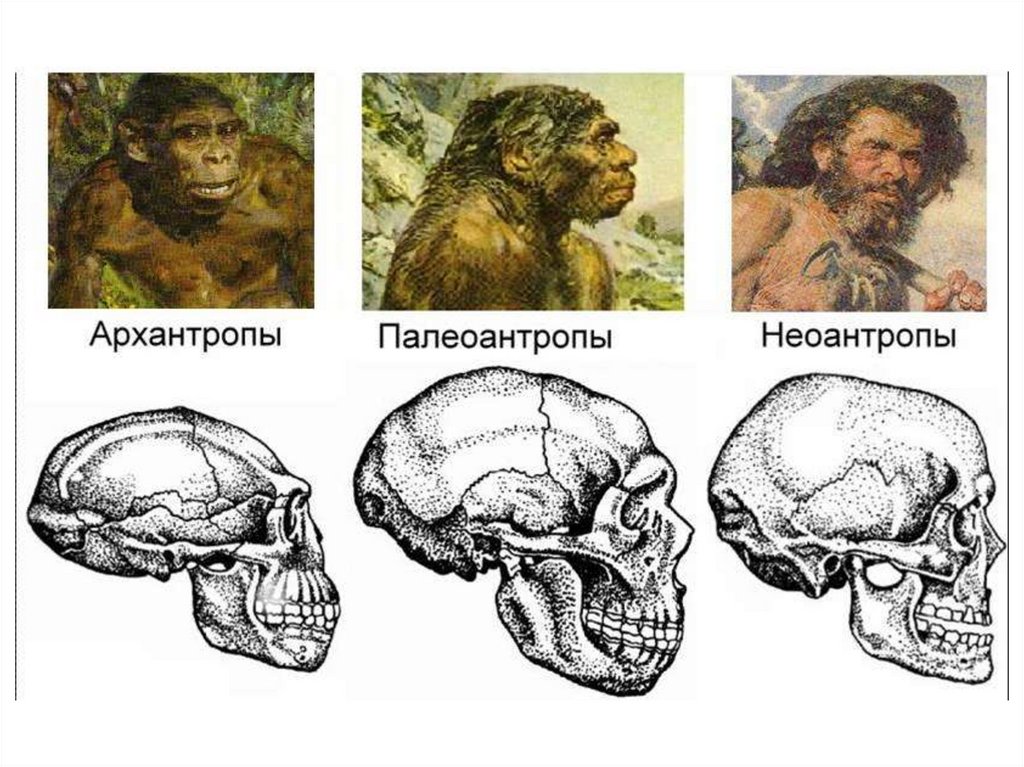 Антропологический облик древних людей презентация