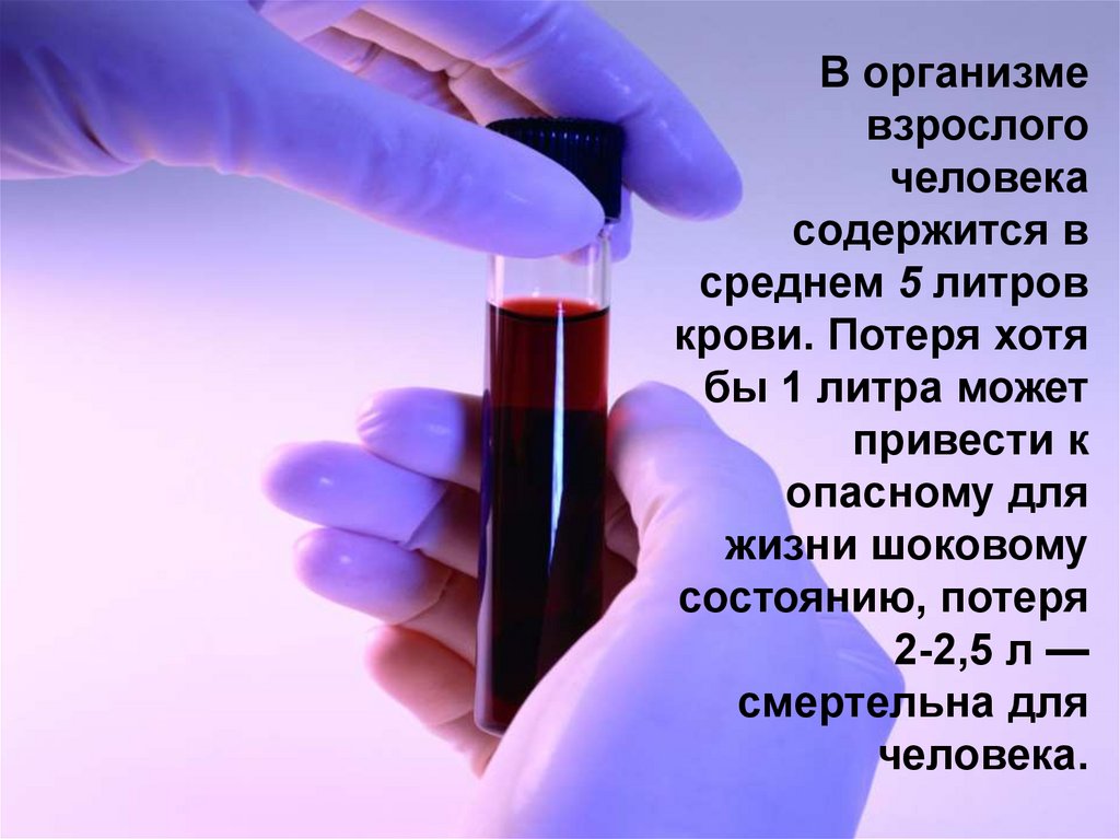Сколько литров крови в организме взрослого. В организме человека содержится крови. Скольки крови можно потерять. В организме человека литров крови.