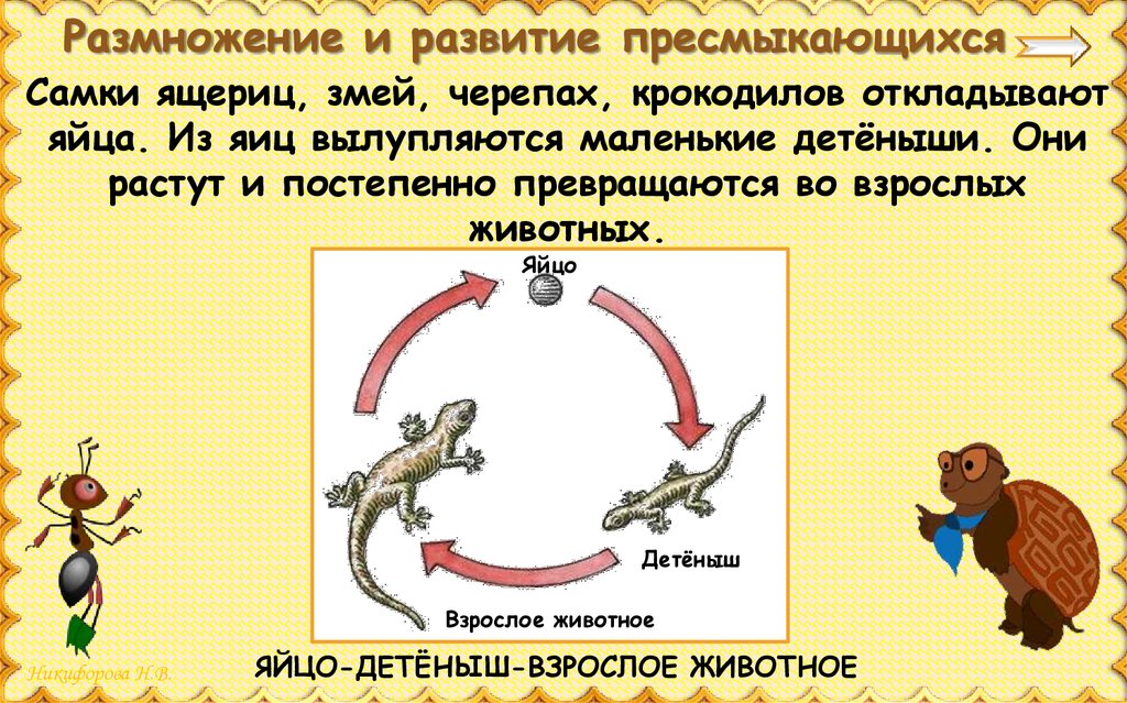 Какое развитие у ящерицы. Цикл развития змеи схема. Размножение и развитие пресмыкающегося. Развитие пресмыкающихся. Развитие пресмыкающихс.