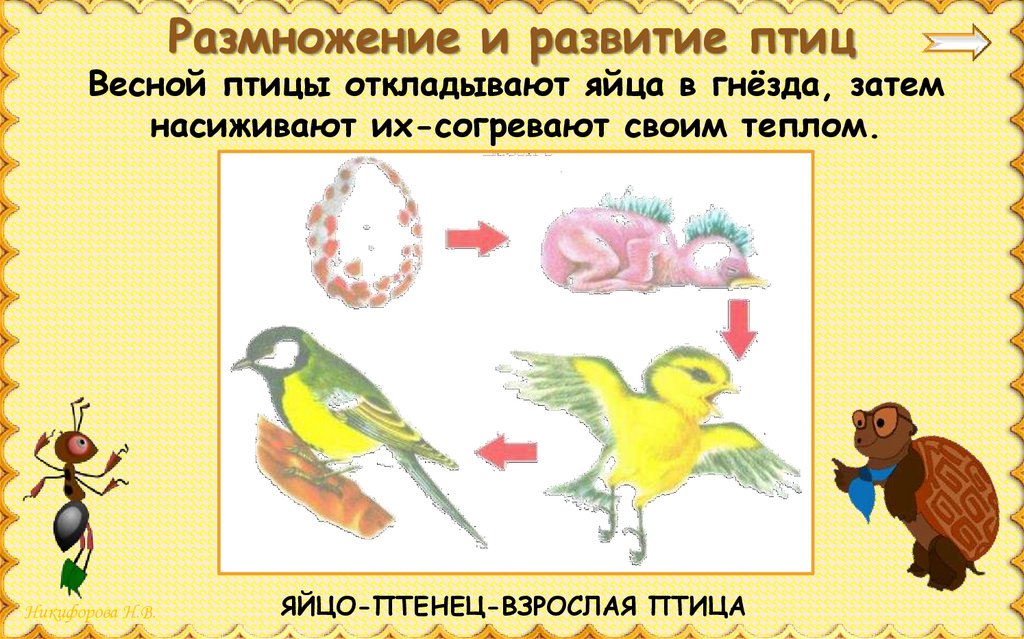 Тест размножение птиц. Размножение и развитие птиц. Этапы развития птиц. Размножение и развитие животных птицы. Стадии развития птиц.