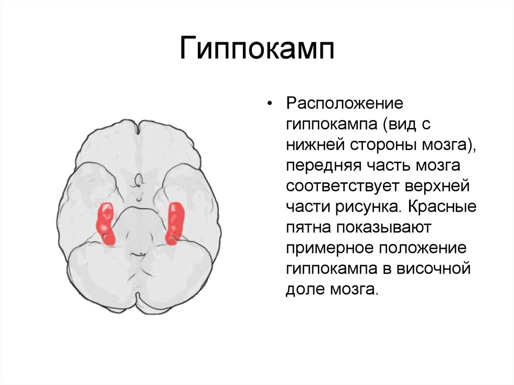 Гиппокамп. Функции гиппокампа головного мозга. Гиппокамп это основная часть. Аммонов Рог гиппокампа. Гиппокамп строение и функции.