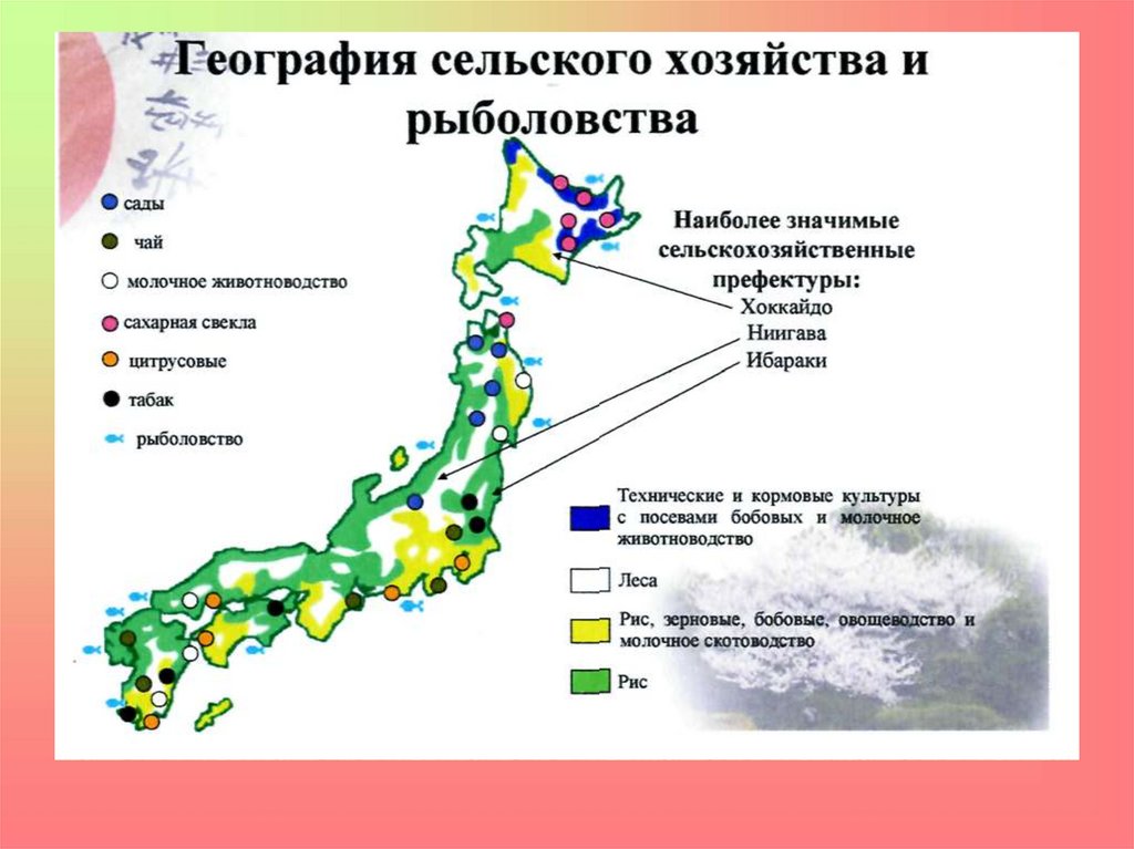Природный потенциал японии. Сельское хозяйство Японии карта. Специализация сельского хозяйства Японии на карте. Общая характеристика хозяйства Японии карта. Районы сельского хозяйства Японии.
