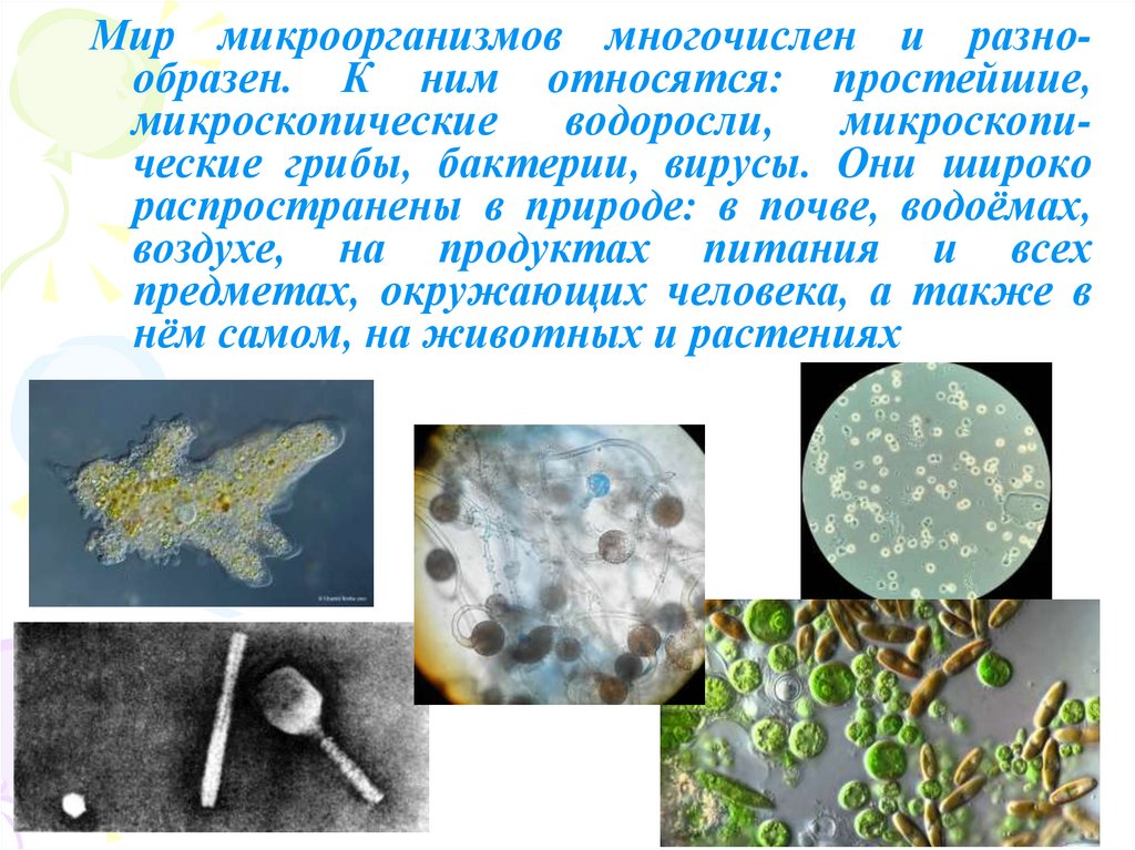 Простейшие водоросли грибы. Мир микроорганизмов. Микроскопические водоросли. Самая маленькая бактерия в мире. Микробный мир.