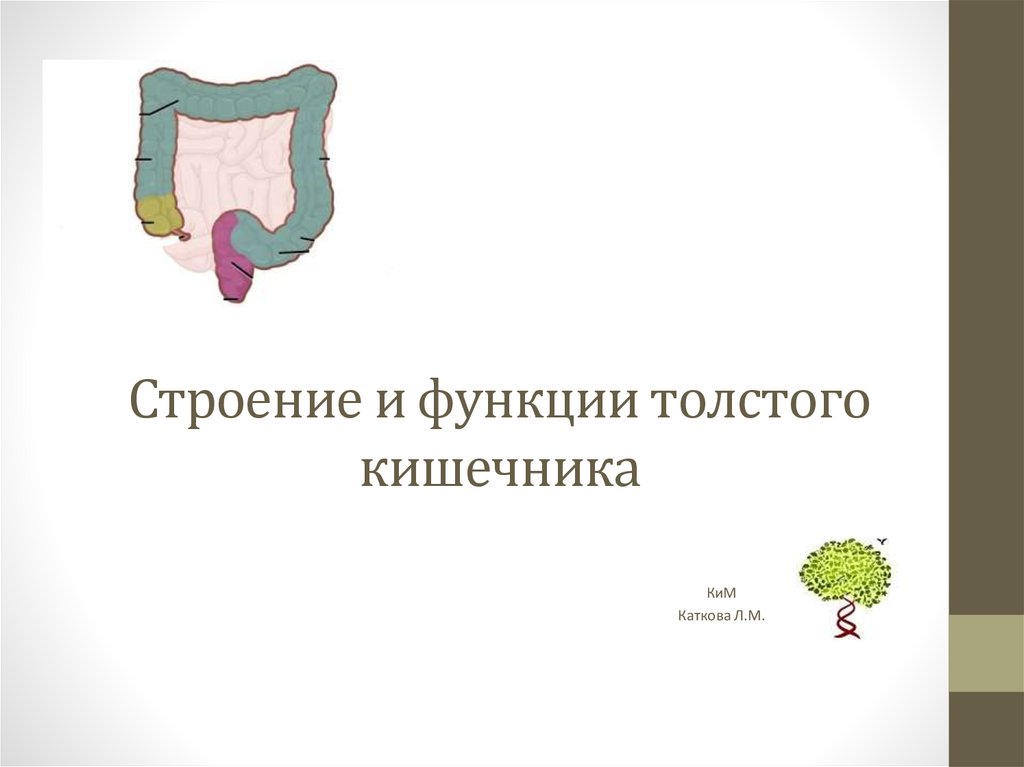 Функции толстого кишечника. Функции толстого кишечника. Непищеварительные функции толстого кишечника. Толстая кишка функции. Экскреторная функция толстого кишечника.