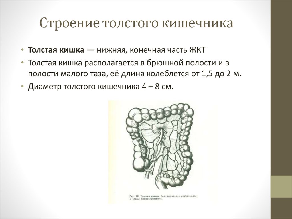 Выполняемая функция толстой кишки. Выполняемая функция толстой кишки