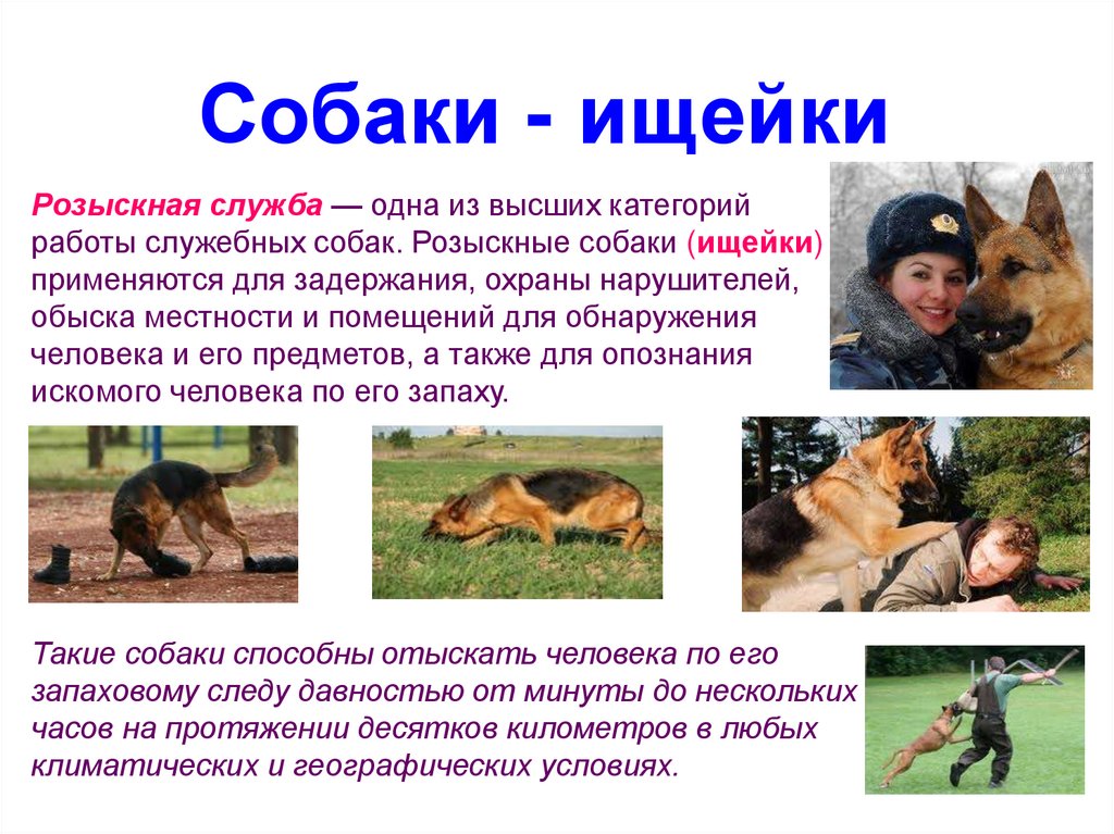 Собака и человек 1 класс. Проект служебные собаки. Служебные собаки презентация. Розыскные собаки породы. Служебные собаки для детей.
