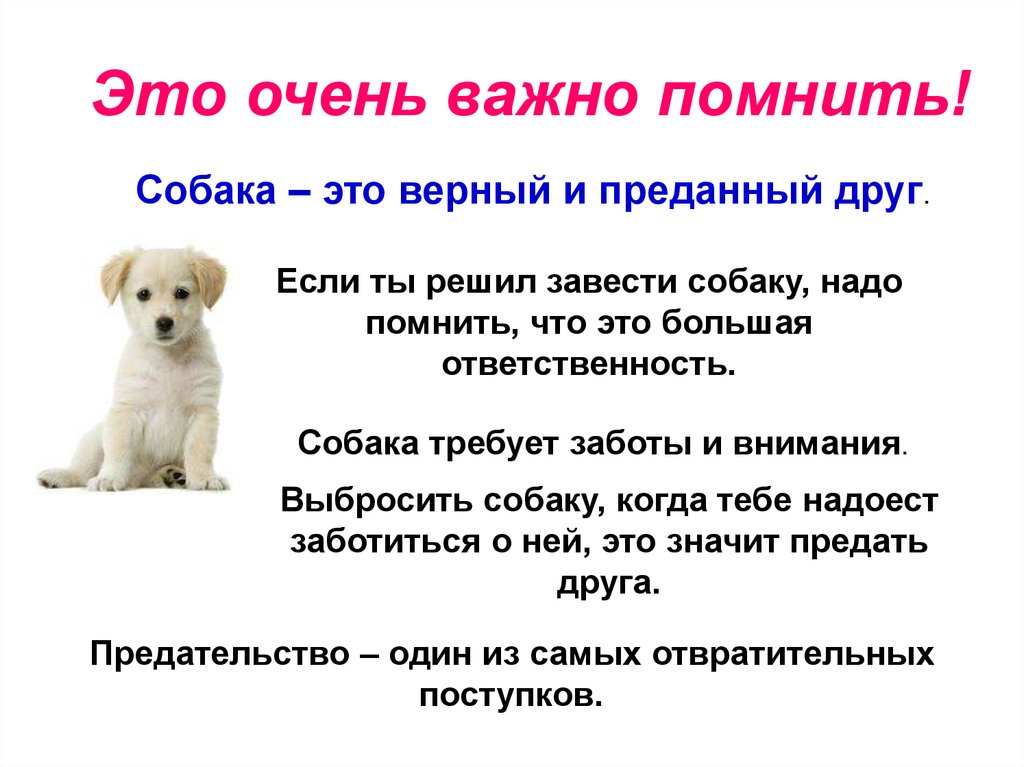 Объясни маме что нам очень нужна собака. Проект про собак. Собака для презентации. Проект домашние питомцы собака. Рассказы про собак для детей.