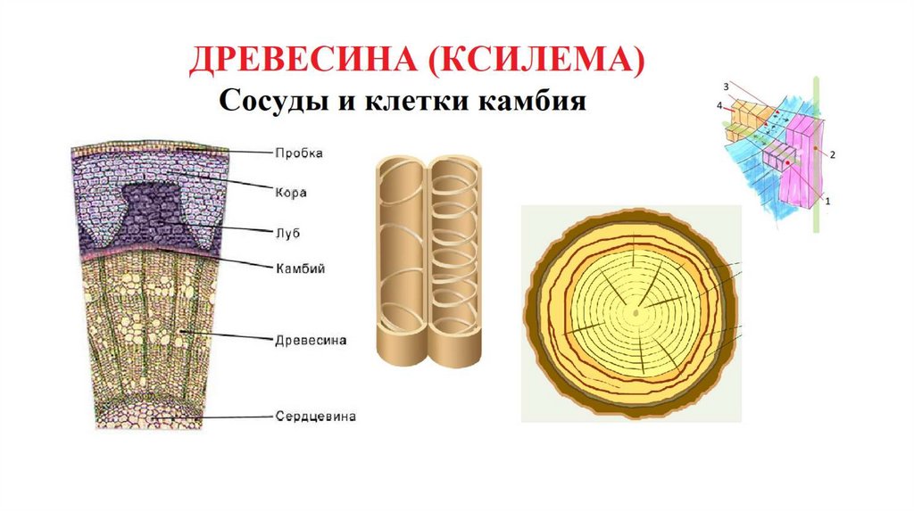 Сердцевина стебля особенности строения клеток. Строение стебля. Строение стебля винограда. Строение стебля ромашки.