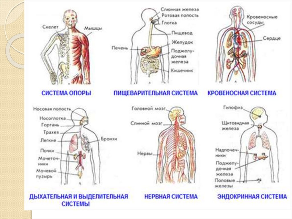 Изображения систем органов человека