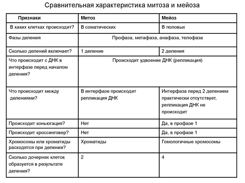 Сколько делений включает