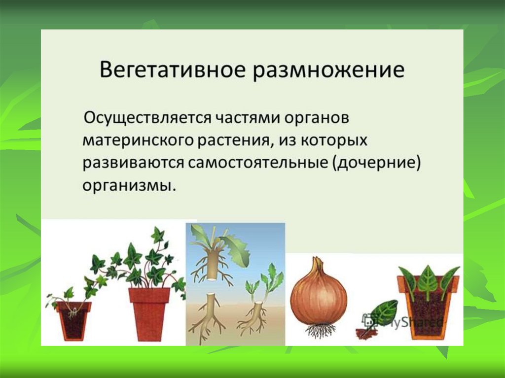 При вегетативном размножении используются. Вегетативное размножение растений. Вегетативное размножение растений спорами. Вегетативное размножение у однодольных. Вегетативное размножение ра.