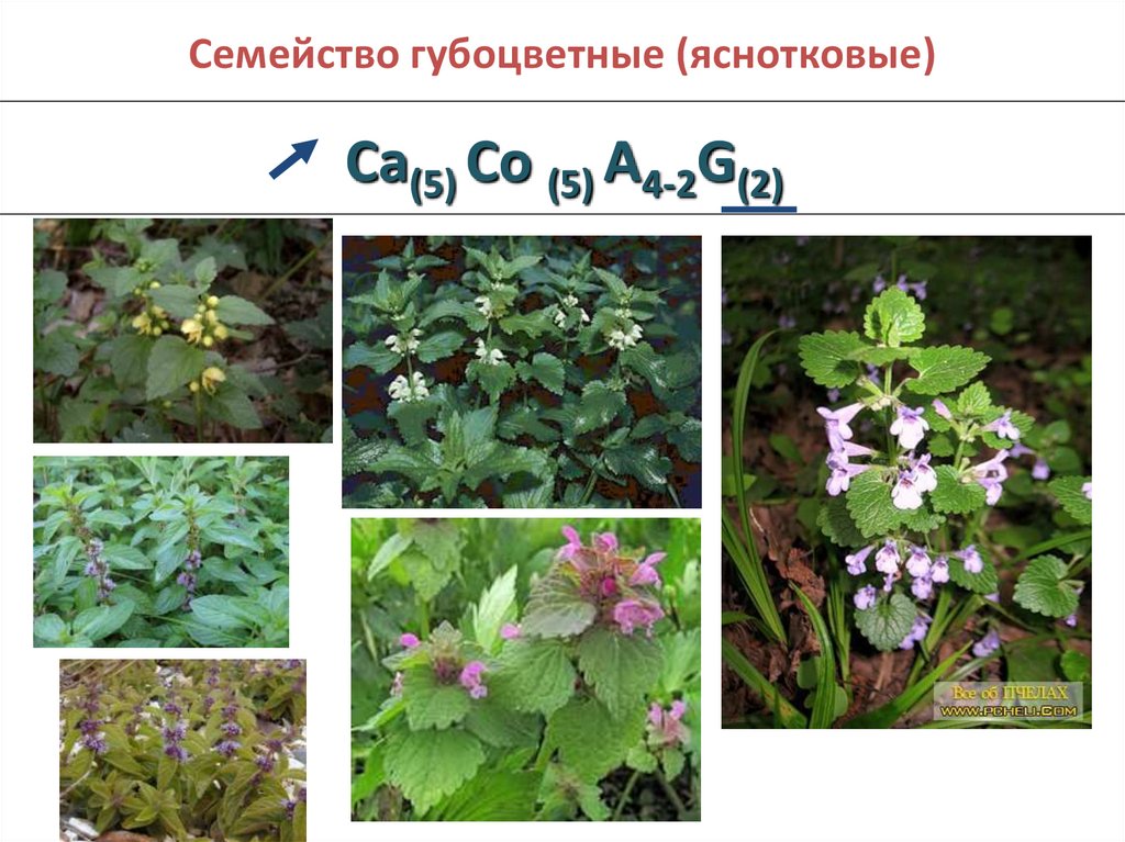 Семейство губоцветные презентация