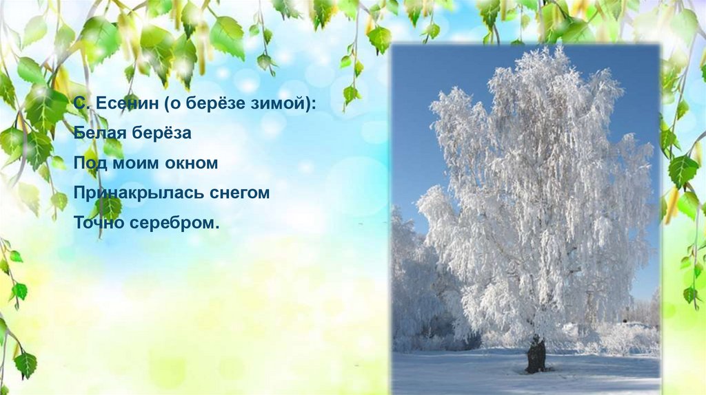 Береза есенин конспект урока 2 класс. Береза зима Есенин. Есенин Весенняя береза. Белая берёза под моим окном Принакрылась снегом точно серебром. Береза зимой.