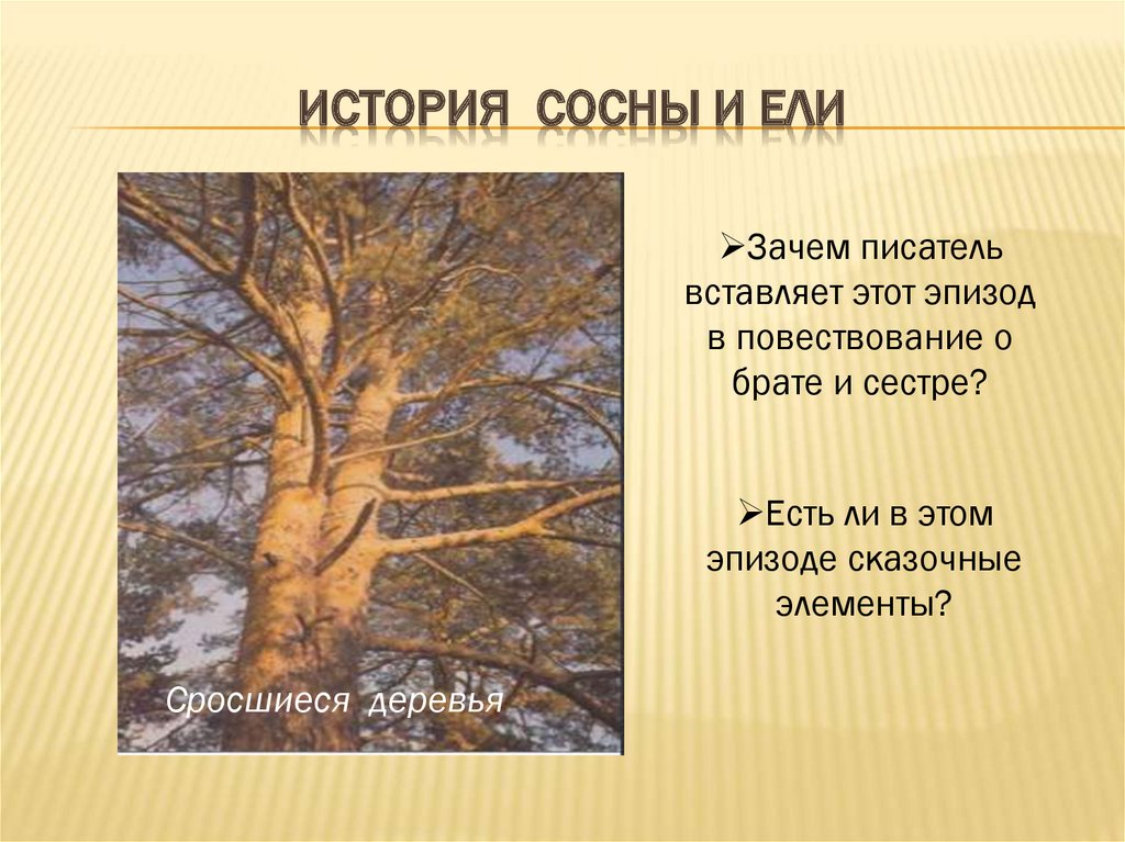 Текст про сосну. Легенда о сосне и ели. Ель и сосна кладовая солнца. Рассказ о ели. Рассказ про ель и сосну.