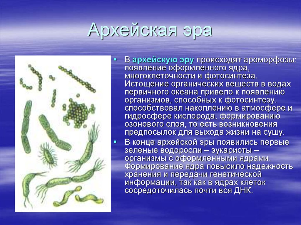 Появление первичных организмов. Цианобактерии Архей. Многоклеточные цианобактерии Архея.