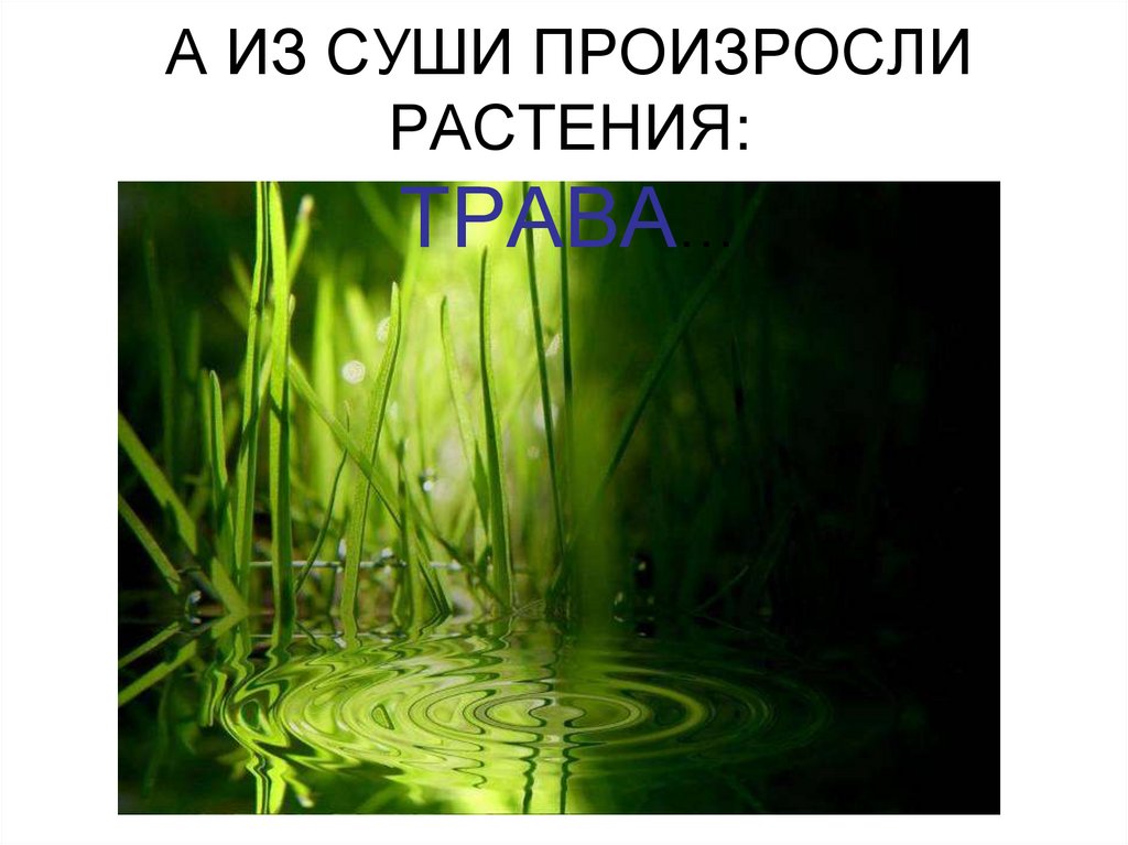 А ИЗ СУШИ ПРОИЗРОСЛИ РАСТЕНИЯ: ТРАВА…